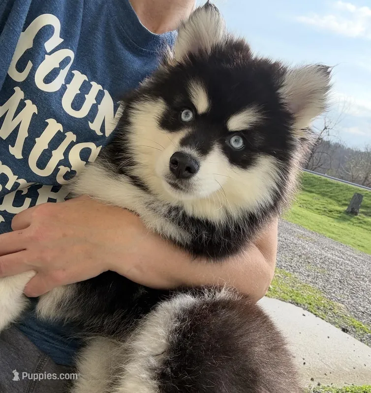 Garth – Pomsky puppy for sale in Lancaster, OH