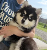 Garth, a male Pomsky for sale in Lancaster, OH – Photo 6 of 10