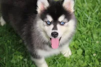 Destinee, a female Pomsky for sale in Lancaster, OH – 3 of 6