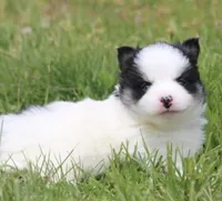 Paisley , a female Pomsky for sale in Lancaster, OH – 3 of 4
