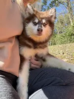 Addie , a female Pomsky for sale in Lancaster, OH – 6 of 6