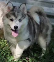 Holly, a female Pomsky for sale in Lancaster, OH – 3 of 10