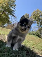 Sparky, a male Pomsky for sale in Lancaster, OH – 6 of 6