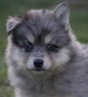Spunky , a male Pomsky for sale in Lancaster, OH – 2 of 5
