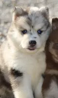 Holly, a female Pomsky for sale in Lancaster, OH – 6 of 10
