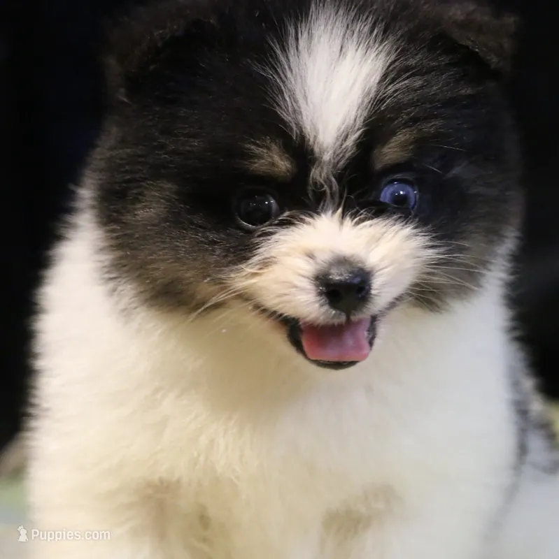 Gizmo – Pomsky puppy for sale in Lancaster, OH