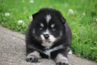 Deana, a female Pomsky for sale in Lancaster, OH – 1 of 6
