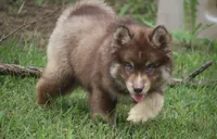Kipper, a male Pomsky for sale in Lancaster, OH – 3 of 8
