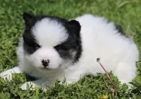 Paisley , a female Pomsky for sale in Lancaster, OH – 2 of 4
