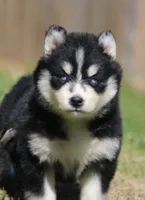 Dallas, a female Pomsky for sale in Lancaster, OH – 2 of 4
