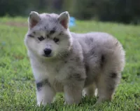 Skippy, a male Pomsky for sale in Lancaster, OH – 6 of 9