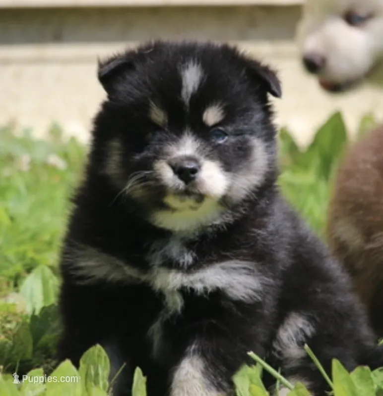Deana – Pomsky puppy for sale in Lancaster, OH