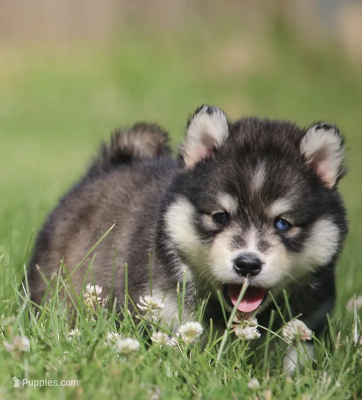 Dakota  – Pomsky puppy for sale in Lancaster, OH
