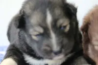 Dutch, a male Pomsky for sale in Lancaster, OH – 2 of 2