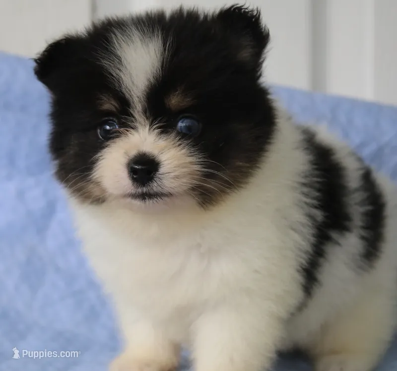 Gizmo – Pomsky puppy for sale in Lancaster, OH