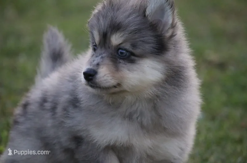 Spunky  – Pomsky puppy for sale in Lancaster, OH
