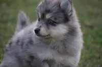 Spunky , a male Pomsky for sale in Lancaster, OH – 1 of 5