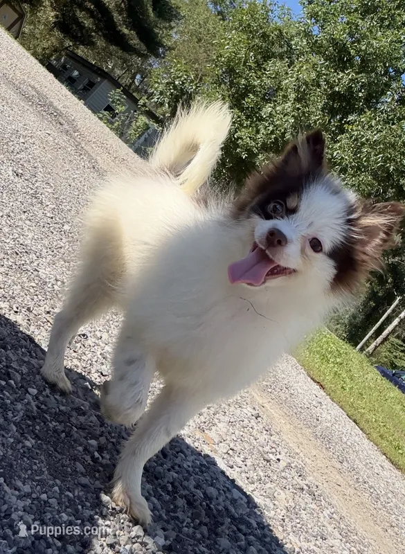 True – Pomsky puppy for sale in Lancaster, OH