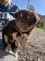 Hulk, a male Pomsky for sale in Lancaster, OH – 4 of 5