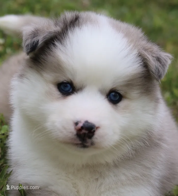 Marshmellow – Pomsky puppy for sale in Lancaster, OH