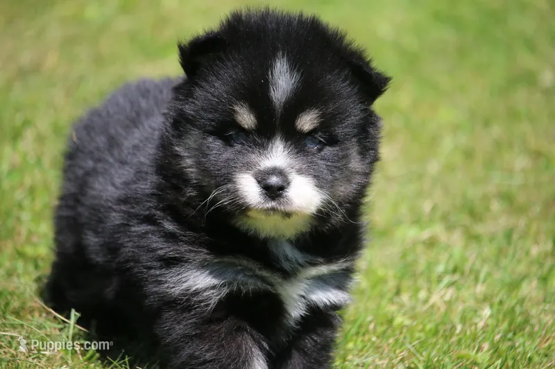 Deana – Pomsky puppy for sale in Lancaster, OH