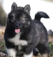 Spice, a female Pomsky for sale in Lancaster, OH – 3 of 7