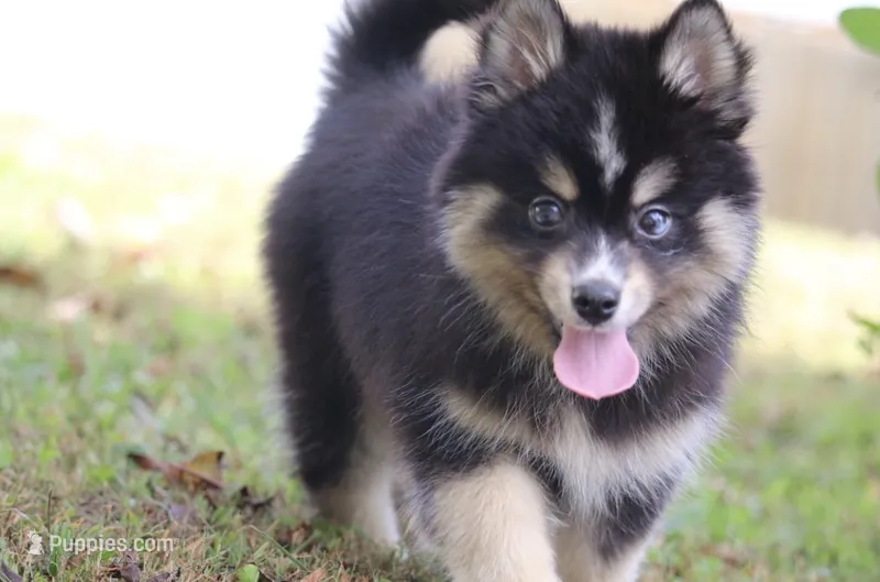 Thunder  – Pomsky puppy for sale in Lancaster, OH