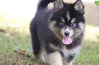 Thunder , a male Pomsky for sale in Lancaster, OH – 1 of 4
