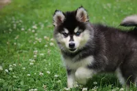Destinee, a female Pomsky for sale in Lancaster, OH – 5 of 6