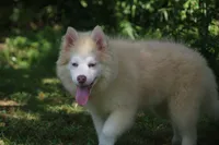 Max, a male Pomsky for sale in Lancaster, OH – 3 of 10