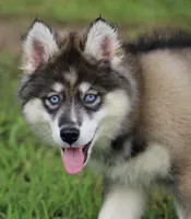 Dude, a male Pomsky for sale in Lancaster, OH – 3 of 10