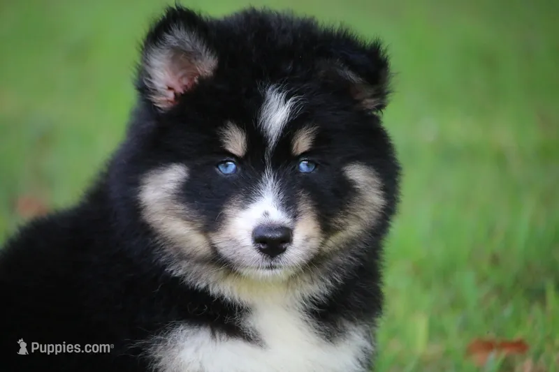 Sparkles – Pomsky puppy for sale in Lancaster, OH