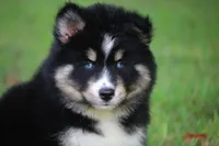 Sparkles, a female Pomsky for sale in Lancaster, OH – 1 of 6