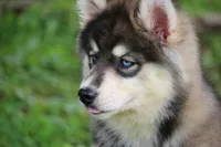 Daisy, a female Pomsky for sale in Lancaster, OH – 4 of 4