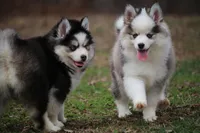 BamBam, a male Pomsky for sale in Lancaster, OH – Photo 6 of 8