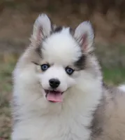 BamBam, a male Pomsky for sale in Lancaster, OH – Photo 4 of 8