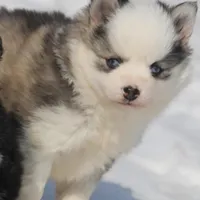 BamBam, a male Pomsky for sale in Lancaster, OH – Photo 8 of 8