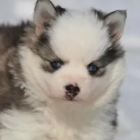 BamBam, a male Pomsky for sale in Lancaster, OH – Photo 7 of 8