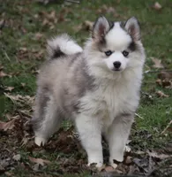 BamBam, a male Pomsky for sale in Lancaster, OH – Photo 2 of 8