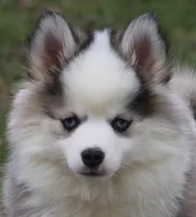 BamBam, a male Pomsky for sale in Lancaster, OH – Photo 1 of 8