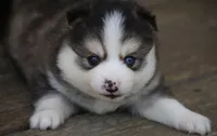Paddington , a male Pomsky for sale in Lancaster, OH – 3 of 3
