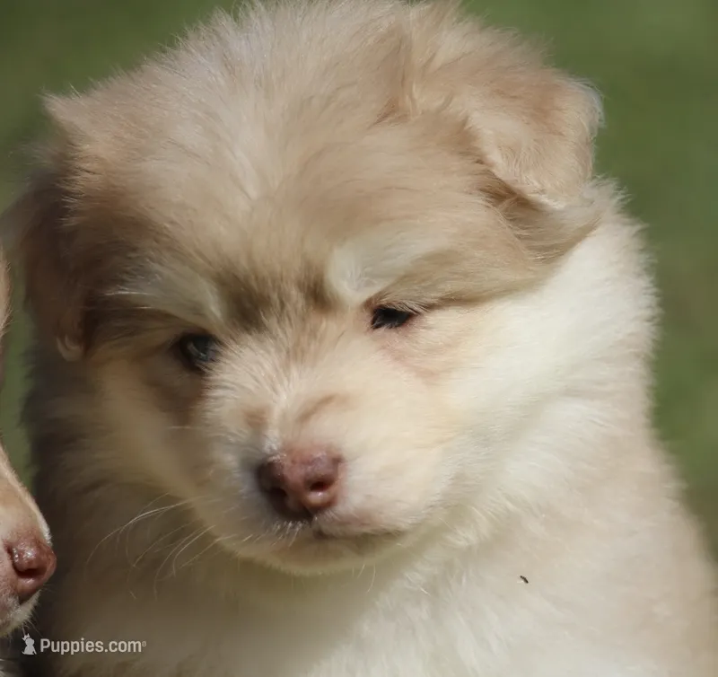 Hunny  – Pomsky puppy for sale in Lancaster, OH