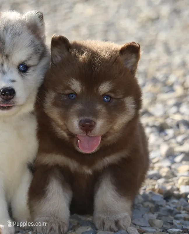 Amber  – Pomsky puppy for sale in Lancaster, OH