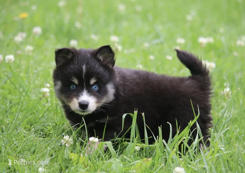 Pepper – Pomsky puppy for sale in Lancaster, OH
