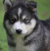 Alpha, a male Pomsky for sale in Lancaster, OH – 4 of 6