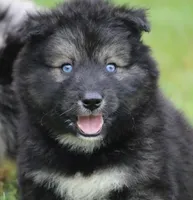 Shadow , a male Pomsky for sale in Lancaster, OH – 2 of 3