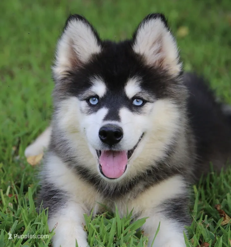 Destinee – Pomsky puppy for sale in Lancaster, OH