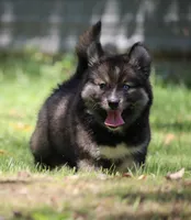 Dutch, a male Pomsky for sale in Lancaster, OH – 2 of 5