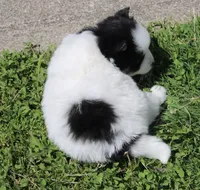 Paisley , a female Pomsky for sale in Lancaster, OH – 4 of 4