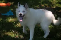 Prince , a male Pomsky for sale in Lancaster, OH – 3 of 10